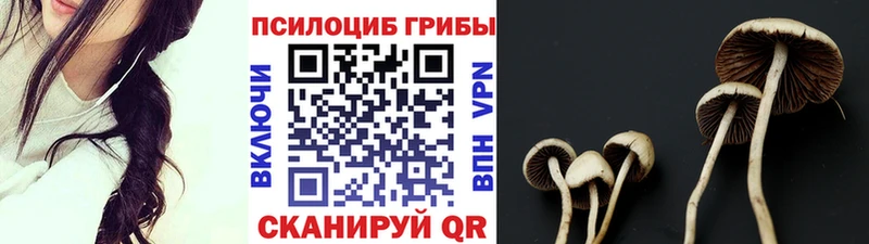 блэк спрут как войти  Барабинск  Галлюциногенные грибы Psilocybe 